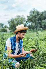 handsome farmer holding ripe potatoes in field at farm