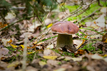 Mushrooms in a clearing in an autumn mushroom forest. Ecologically clean and edible forest products .