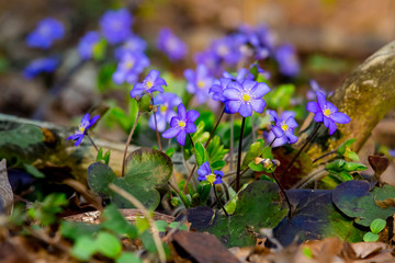 A beautiful spring flower, hepatica in park. Anemone hepatica . Hepatica nobilis