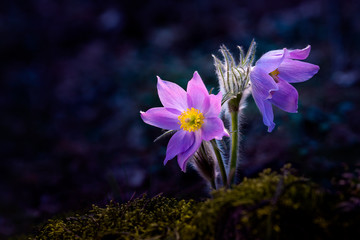 Spring flowers pulsatillas on moss background in the forest. Also have the name Pask, Easter or...