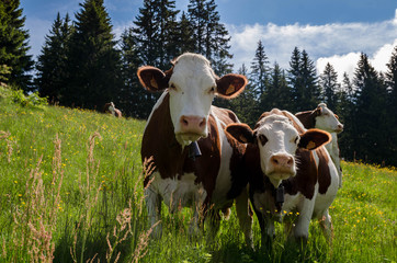 La T&ecirc;te du Danay - Haute-Savoie