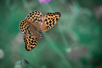 нимфалида перламутровка