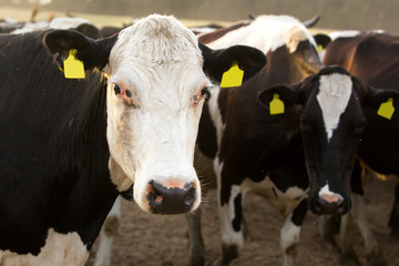 Cow on the background of the herd looking at the camera..