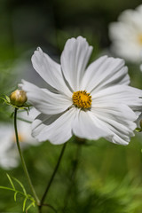 Fototapeta premium Marguerite flower (chamomile flower) in summer garden