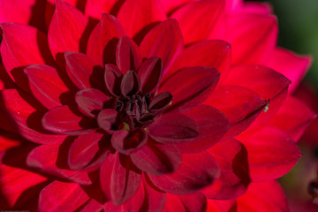 Dahlia Flower in Summer Garden.Close-Up