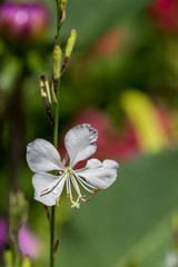 White wildflower covered by water drops