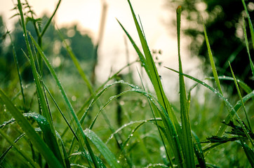 роса на траве в деревни 