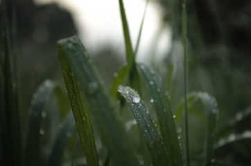 рассвет и роса на траве