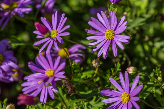 Purple Daisy in the summer garden