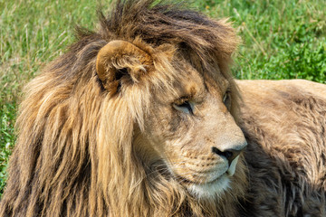 Fototapeta na wymiar A male lion with magnificent mane is lying on a green meadow.