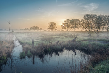 Nebel Wiese