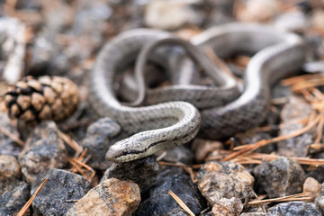 water snake in motion