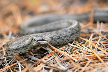 water snake in motion