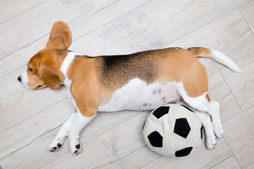 Sleeping beagle dog