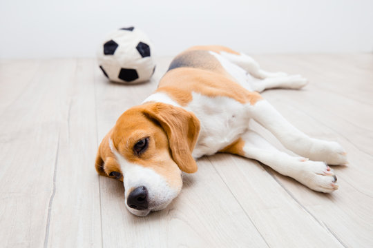 Upset beagle dog
