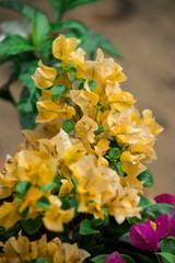 Bougainvillea