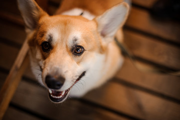 Portrait of happy welsh corgi looking in camera