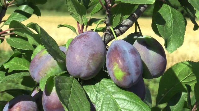 Plum Prunus domestica, variety Jojo, tree orchard homegrown, fruits ripen detail, wind in branches and leaves garden, beautiful landscape, fruits are for traditional slivovitz plum liquor alcoholic