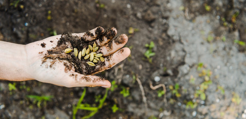 cropped image of farmer holding pumpkin seeds with soil in field at farm