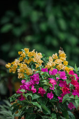 Crape myrtle