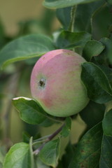 Unripe pink rose green Apple at aplle tree