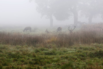 UK - Cities - London - Richmond Park - Deers