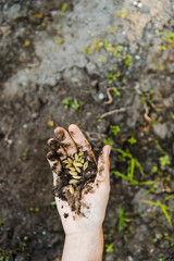 cropped image of farmer holding pumpkin seeds with soil in hand