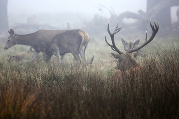 Red Deer, Cervus elaphus, in Richmond Park during the rut. Richmond park, largest royal park, is famous for more than six hundred red fallow deers.