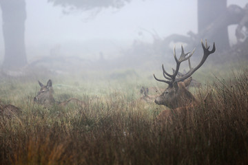 Red Deer, Cervus elaphus, in Richmond Park during the rut. Richmond park, largest royal park, is...