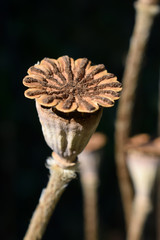 Sommer im Garten