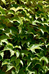 Fototapeta na wymiar abstract of virginia creeper on wall, Parthenocissus quinquefolia, 