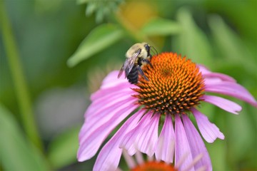 Bumble bee on cone flower