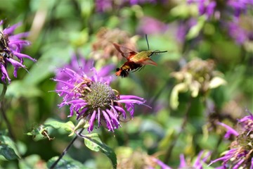 Fototapeta premium hummingbird moth on flowers