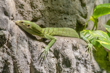 green lizard on rock formation