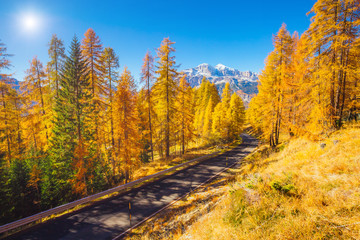 Obraz premium Magical yellow larches. Location place Dolomiti Alps, Cortina d'Ampezzo, Italy, Europe.
