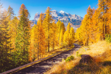 Magical yellow larches. Location place Dolomiti Alps, Cortina d'Ampezzo, Italy, Europe.