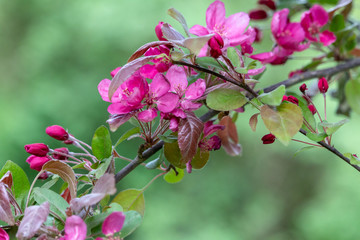 Blossoming apple tree. Saturated pink flowers and green leaves with blurred green background. Sweet fragrance of spring.
