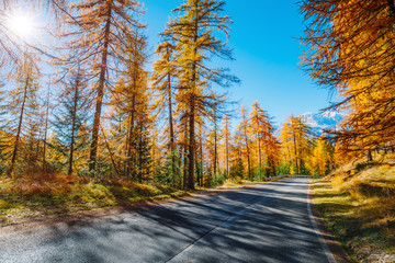 Magical yellow larches. Location place Dolomiti Alps, Cortina d'Ampezzo, Italy, Europe.