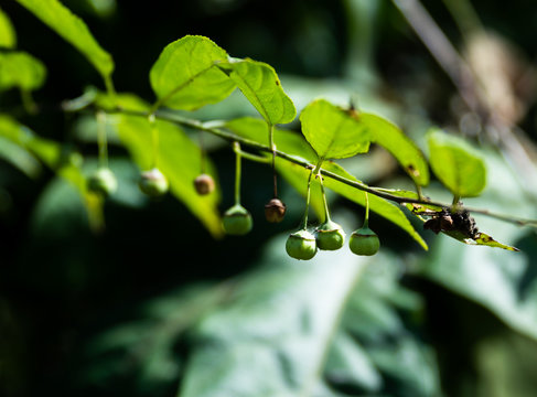 Phyllanthus elegans Wall. Ex Muell. Arg. Close up view of small fruit hanging from the branch in shade.
