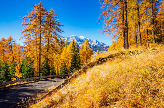 Magical yellow larches. Location place Dolomiti Alps, Cortina d'Ampezzo, Italy, Europe.
