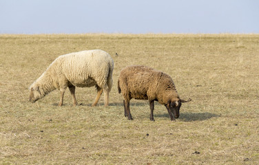 Fototapeta premium sheep on a meadow