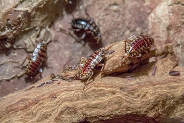 harlequin roaches