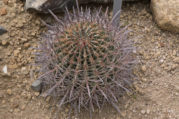 green round cactus