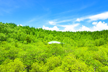 Beautiful Pak nam prasae rayong beach. Natural mangrove forest view in the Rayong bay Thailand....