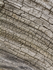 weathered wood closeup