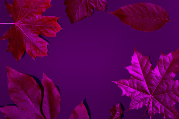 leaf frame ultra violet background