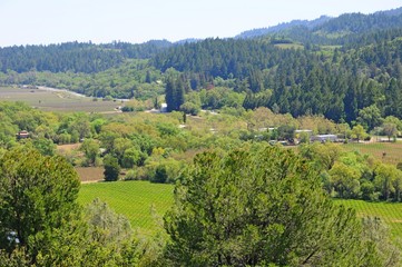 Fototapeta na wymiar Landscape of vineyard and winery in Napa, California, United States