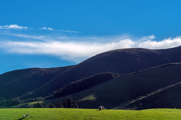ニュージーランドの羊