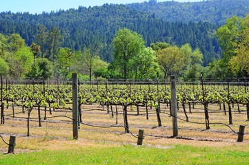 Fototapeta na wymiar Landscape of vineyard in Napa, California, United States
