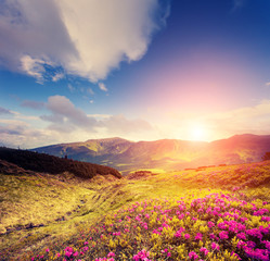 Fototapeta premium Magical pink rhododendron flowers in day light. Location place National park Chornogora, Carpathian.